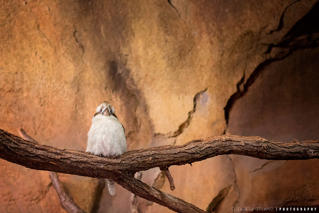 Henry-Doorly-Zoo-and-Aquarium-10_Flickr