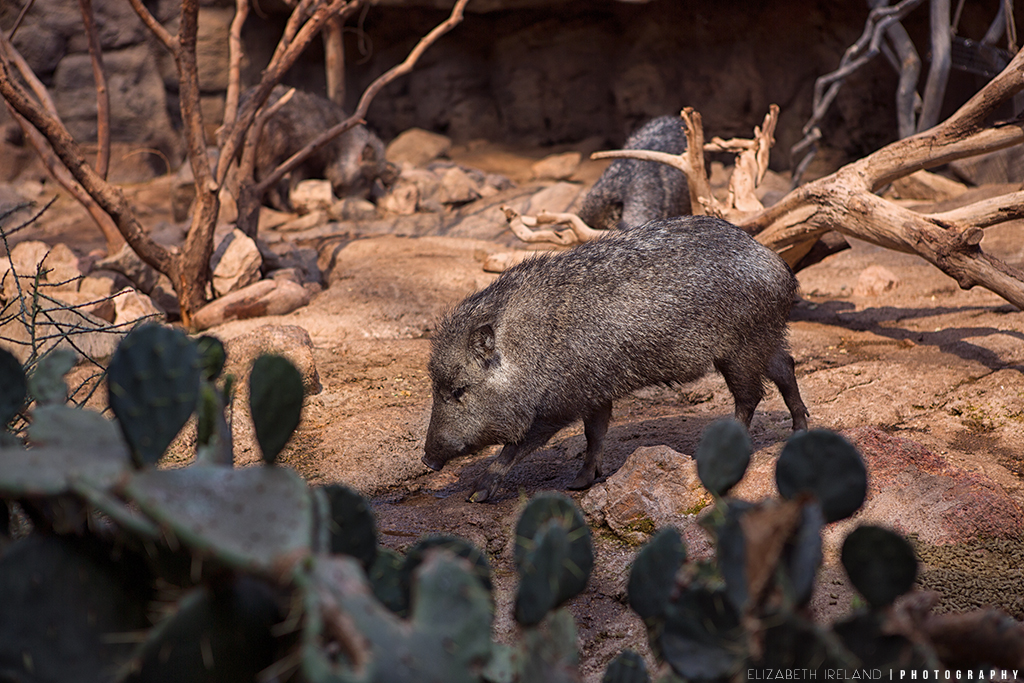 Henry-Doorly-Zoo-and-Aquarium-11_Flickr
