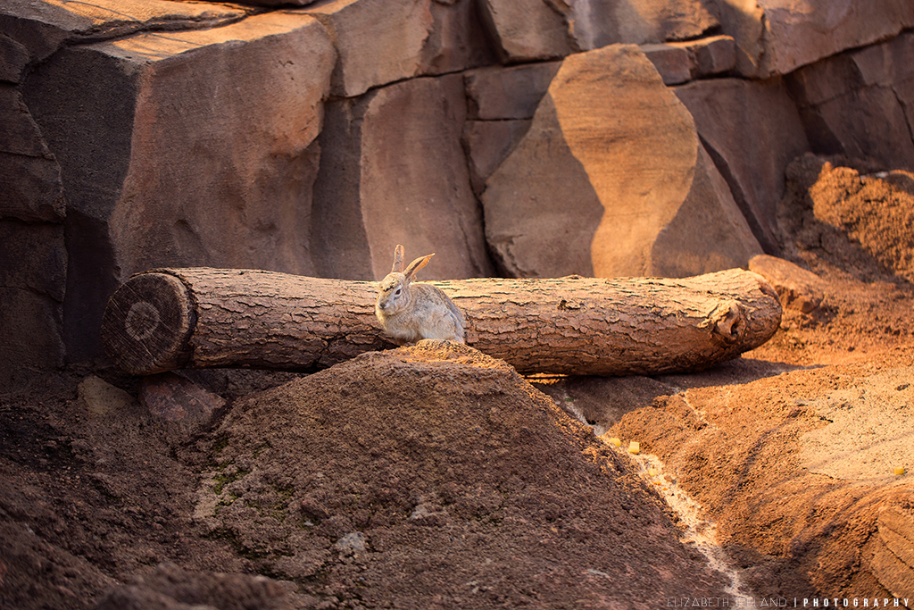 Henry-Doorly-Zoo-and-Aquarium-14_Flickr