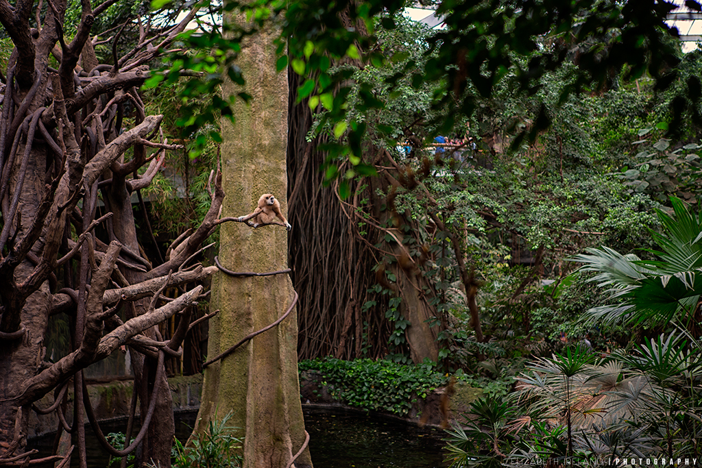 Henry-Doorly-Zoo-and-Aquarium-16_Flickr