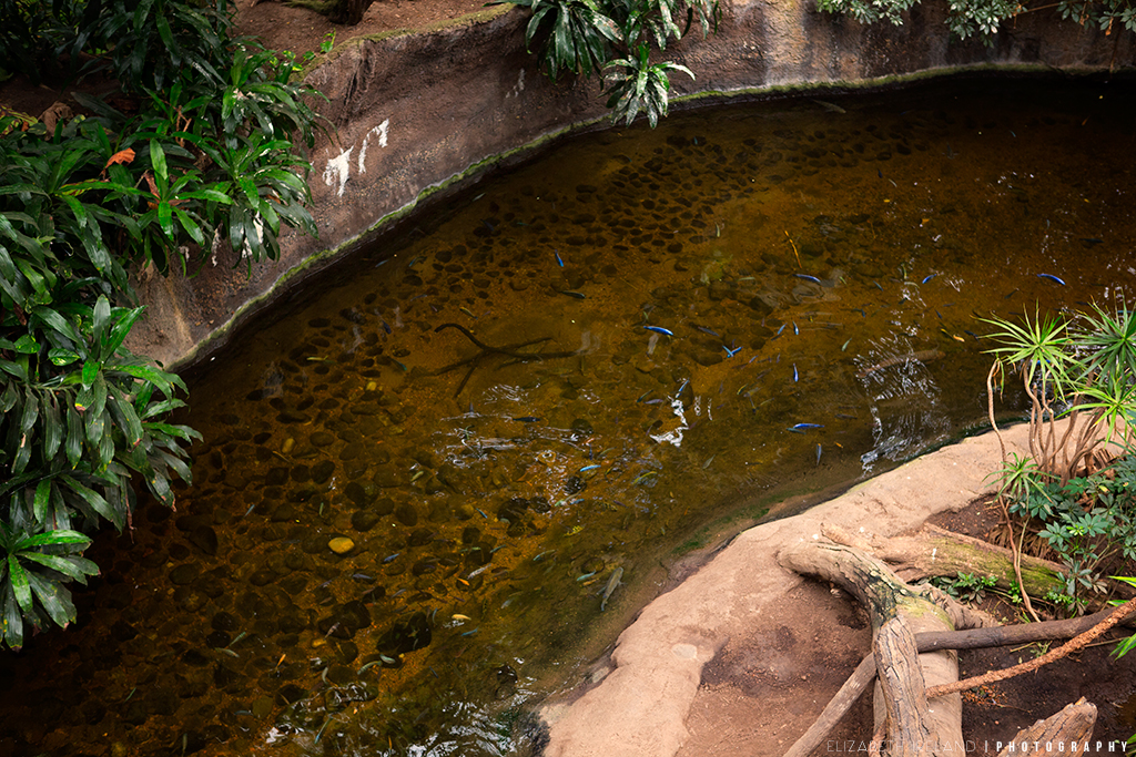 Henry-Doorly-Zoo-and-Aquarium-20_Flickr