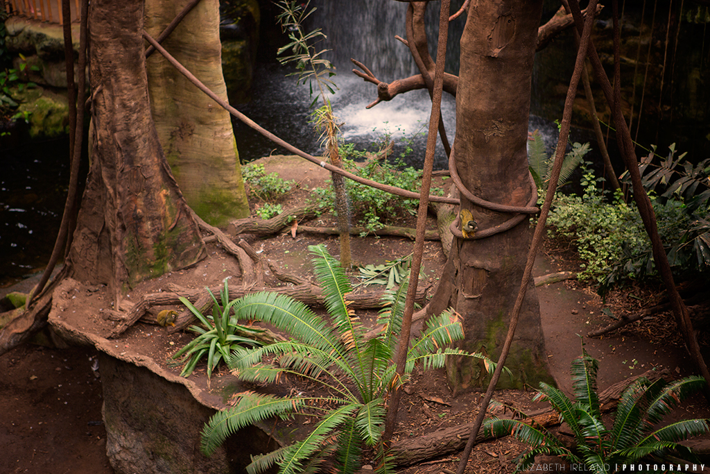 Henry-Doorly-Zoo-and-Aquarium-21_Flickr