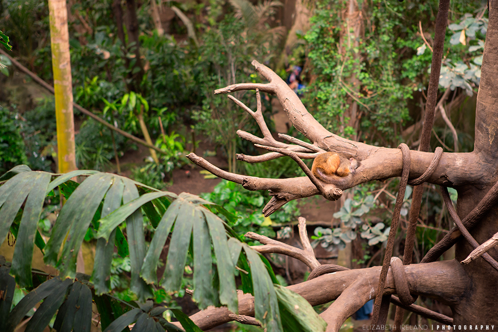 Henry-Doorly-Zoo-and-Aquarium-22_Flickr