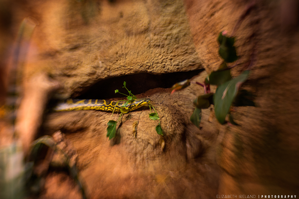 Henry-Doorly-Zoo-and-Aquarium-25_Flickr