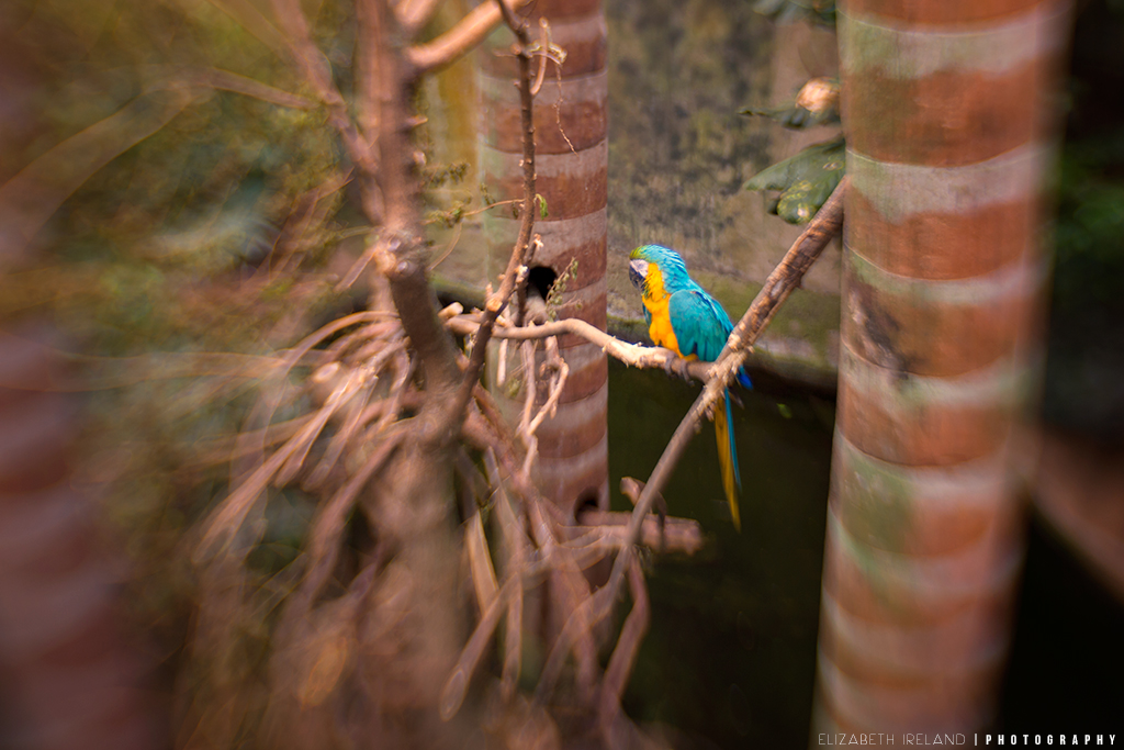 Henry-Doorly-Zoo-and-Aquarium-26_Flickr