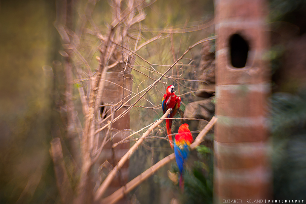 Henry-Doorly-Zoo-and-Aquarium-27_Flickr